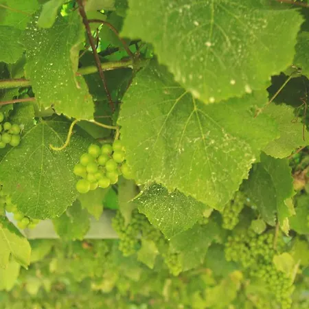 Vilacobina Otel Playa de la Lanzada